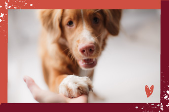 hogar-para-perros1.jpg